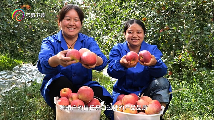 《云南卫视》播报：云煤集团解化好肥助力“三农”生长，，，共绘墟落振兴“幸福；；怼