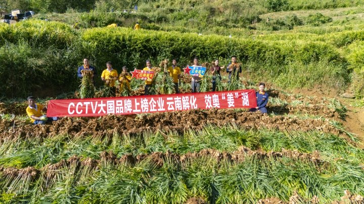 墨江象鼻村生姜大丰收！从莳植、施肥到采摘，，云南解化全程“呵护”